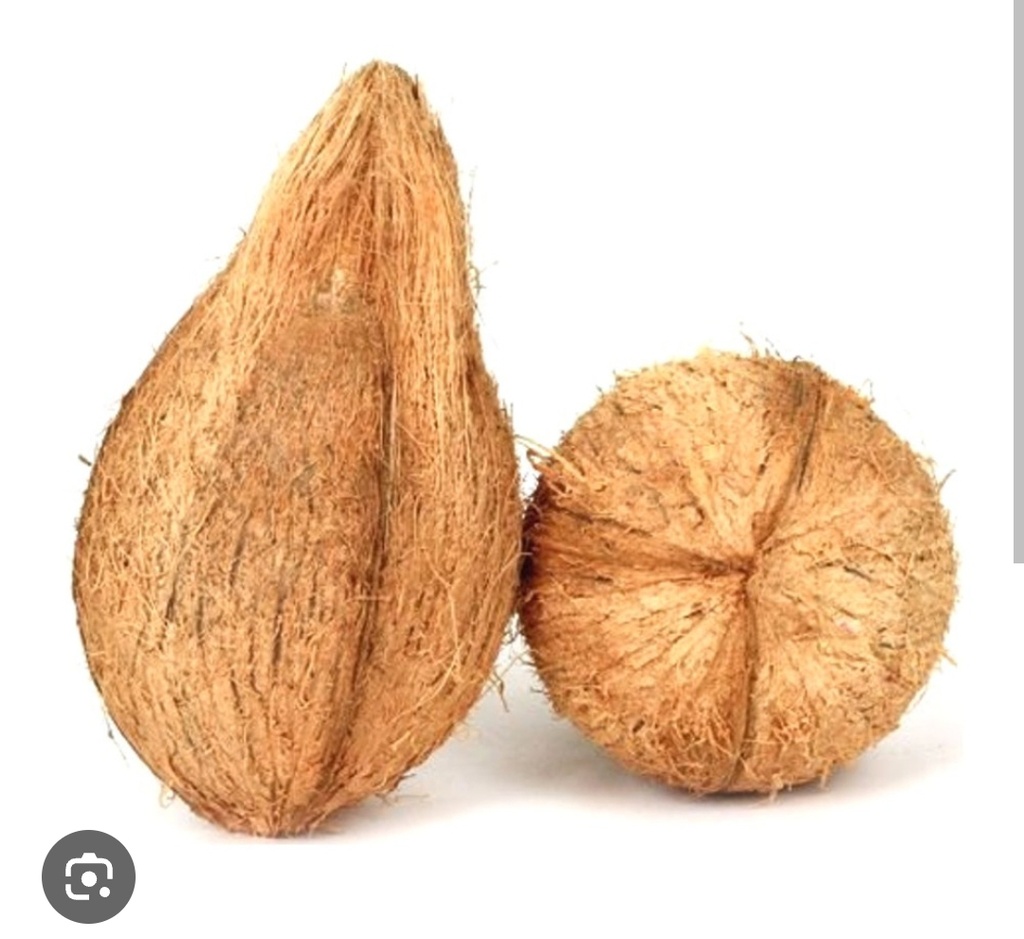 COCONUT 1PCS